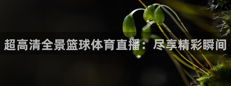 超高清全景篮球体育直播：尽享精彩瞬间