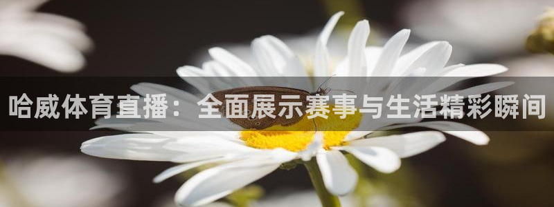 哈威体育直播：全面展示赛事与生活精彩瞬间