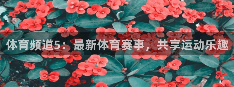 体育频道5：最新体育赛事，共享运动乐趣