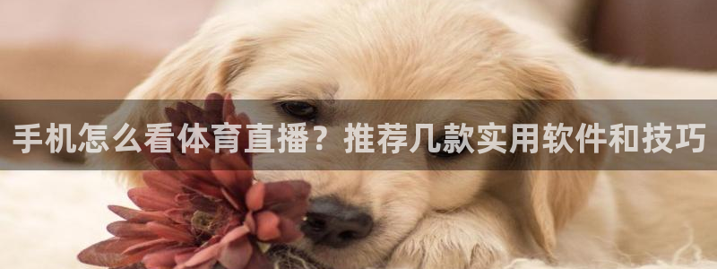 手机怎么看体育直播？推荐几款实用软件和技巧