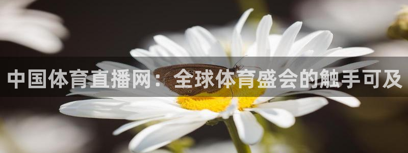 中国体育直播网：全球体育盛会的触手可及
